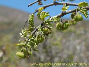 Фотография Bridgesia incisifolia