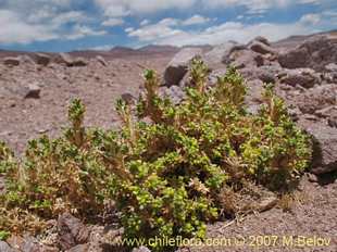 Mulinum crassifolium的照片
