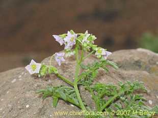 Photograph of Solanum brachyantherum