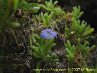 Photograph of Nolana ramosissima