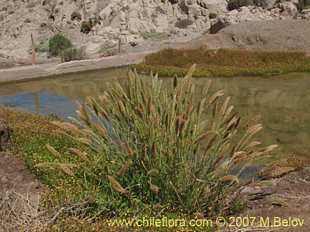 Poaceae sp.#0993의사진