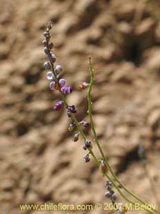 Pteromonnina linearifolia的照片