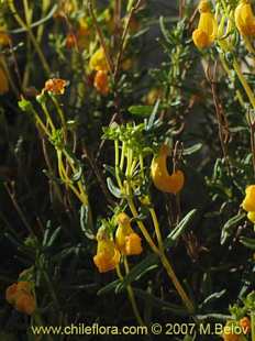 Calceolaria hypericina的照片