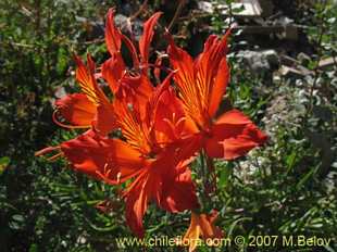 Фотография Alstroemeria aurea var. red