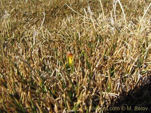 �このプロダクトについてより多くの情報を表示しなさい