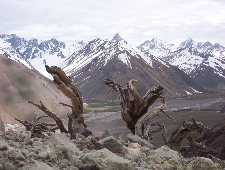 Image of dead Adesmias on a slope in the Embalse Yeso Valley.