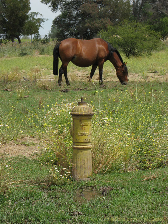 An image of a horse grazing on a small field in Santiago.