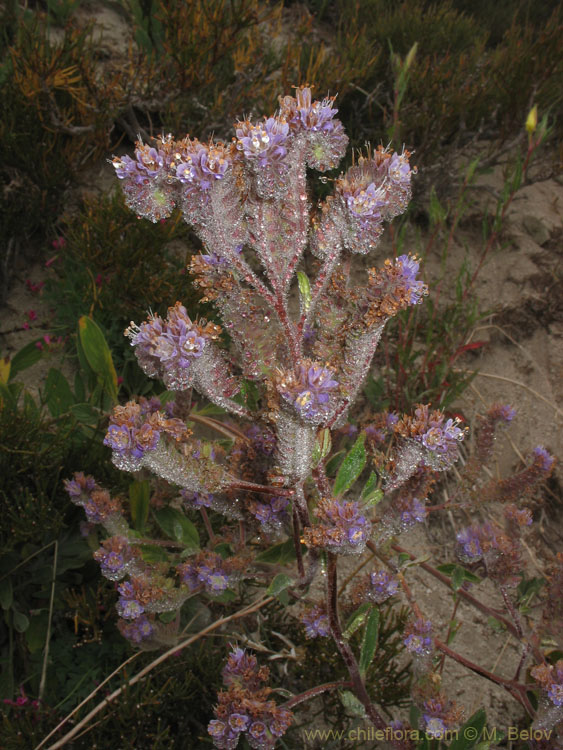 Close-up of a plant with dew, Chile.
