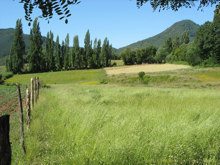 Image of countryside near Talca.