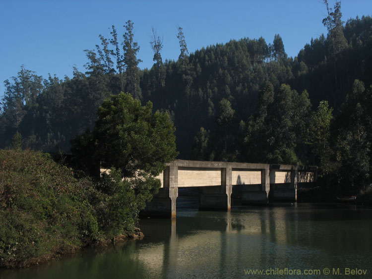 An image of railway bridge on the Pacific coast near Lota.