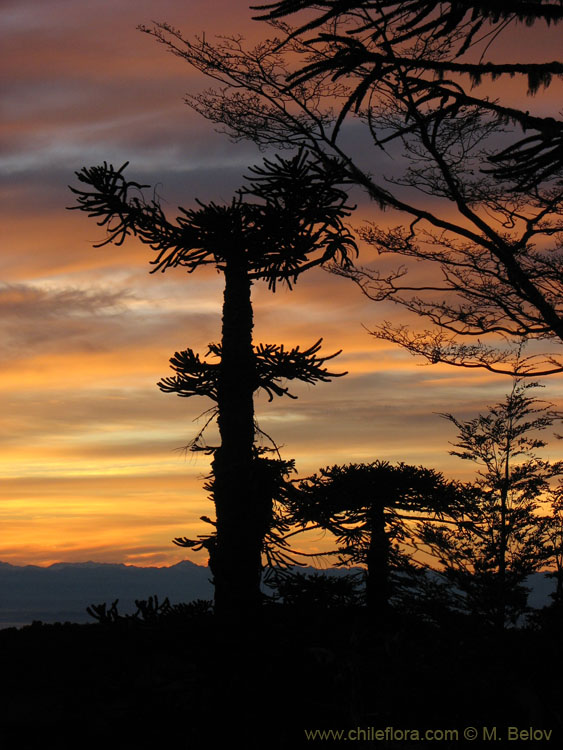 An image of Araucaria at dawn