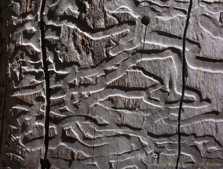 Close-up photo of a tree trunk eaten by insects, Vilches, Chile.