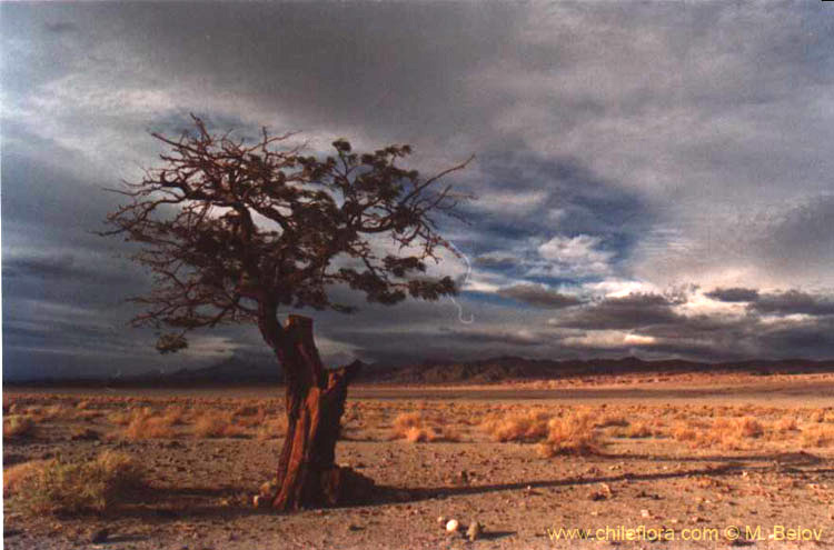 A tree which was cut and is growing again from the rests of the trunk, with cloudy scenery behind in the Atacama desert near Peine, Chile.