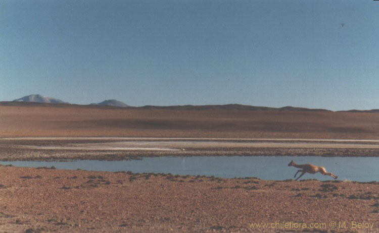 An image of a running guanaco, with a small lake and Altiplano scenery behind, in Salar de Tara, Chile.