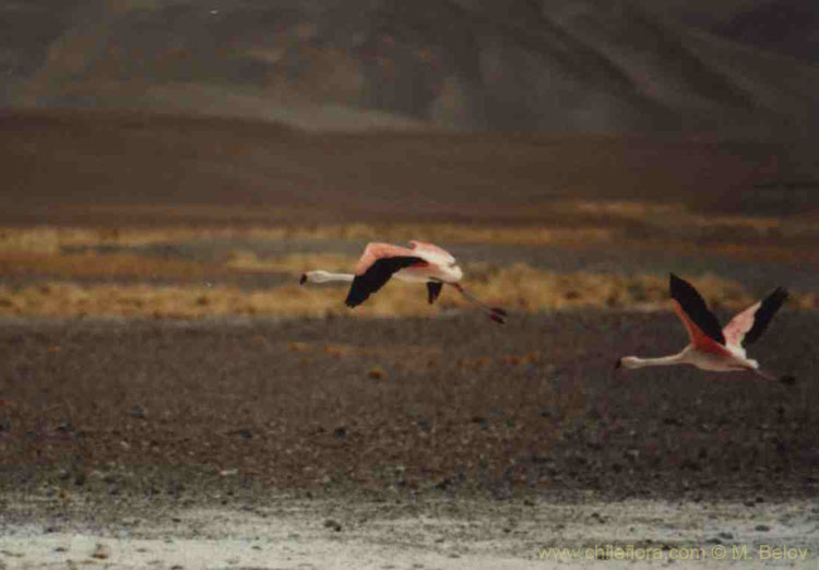A pair of flying flamingoes near Salar de Maricunga.