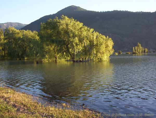 Image of a Chilean landscape