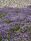 Flower Carpet:Blooming Astragalus cruckshanksii at Paso Vergara
