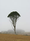 Image of a solitary tall tree in a field on a foggy morning, near Puerto Saavedra and Budi lake.