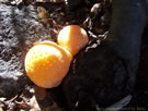 Close-up photo of Digueñes mushrooms.