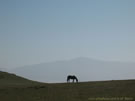 An image of a grazing horse at Los Vilos
