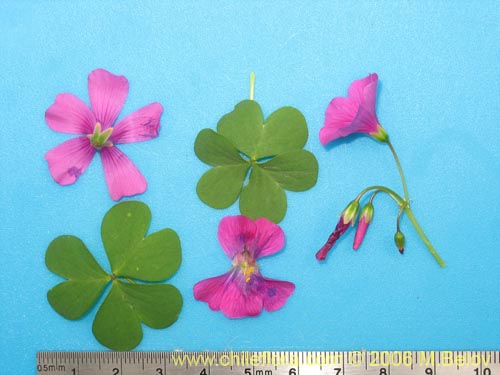 Image of Oxalis arenaria (Vinagrillo / Culle). Click to enlarge parts of image.