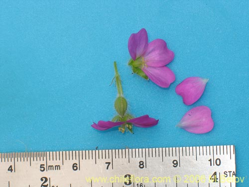 Image of Geranium berteroanum (Core-core). Click to enlarge parts of image.