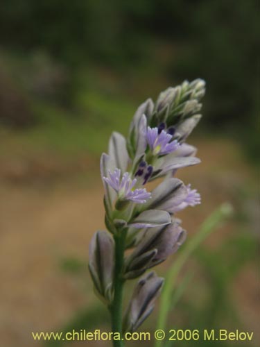 Image of Polygalaceae sp. #2399 (). Click to enlarge parts of image.