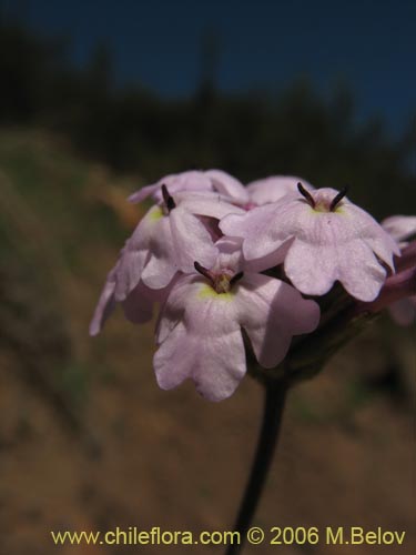 Image of Verbena sp. #3088 (). Click to enlarge parts of image.