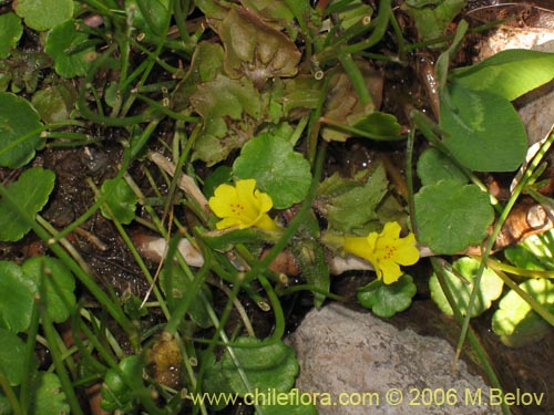 Image of Mimulus glabratus (Berro amarillo / Mímulo de flores chicas). Click to enlarge parts of image.