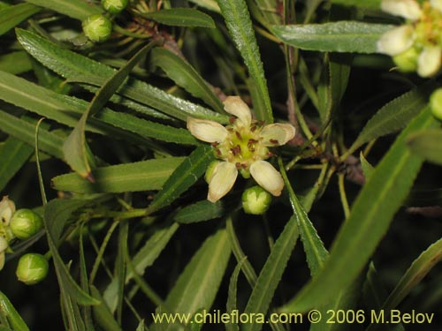 Image of Kageneckia angustifolia (Frangel / Olivillo de cordillera). Click to enlarge parts of image.