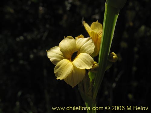 Image of Sisyrinchium striatum (Huilmo amarillo / Ã‘uÃ±o). Click to enlarge parts of image.