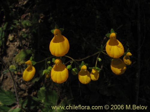 Imágen de Calceolaria corymbosa ssp. corymbosa (). Haga un clic para aumentar parte de imágen.