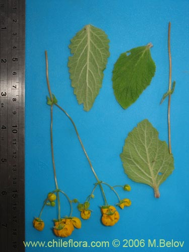 Image of Calceolaria corymbosa ssp. corymbosa (). Click to enlarge parts of image.