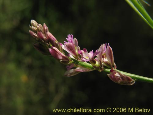 Image of Polygalaceae sp. #K8441 (). Click to enlarge parts of image.