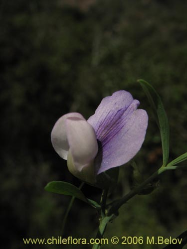 Image of Lathyrus sp. #1523 (). Click to enlarge parts of image.