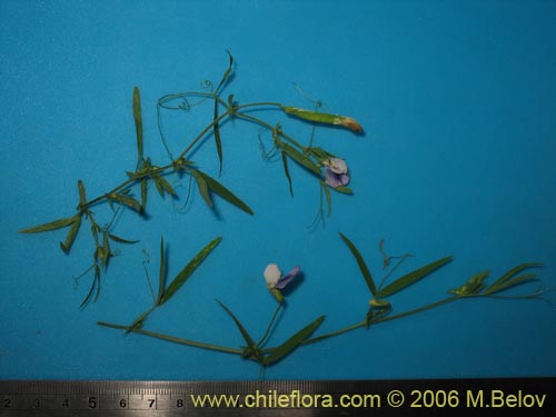 Image of Lathyrus sp. #1523 (). Click to enlarge parts of image.