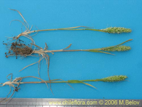 Image of Poaceae sp. #1855 (). Click to enlarge parts of image.