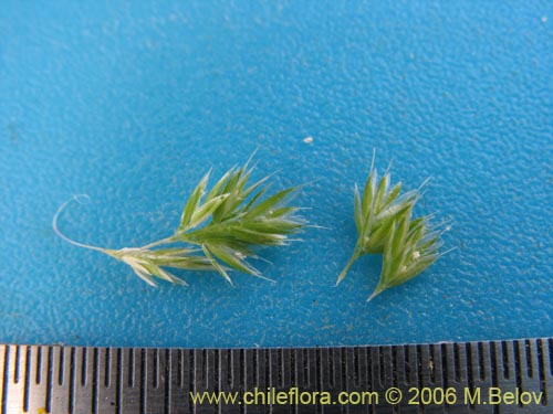 Image of Poaceae sp. #1855 (). Click to enlarge parts of image.