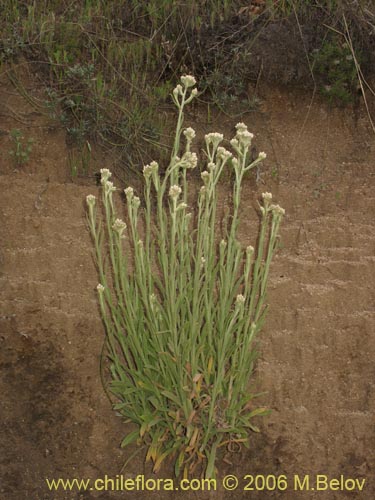 Image of Gnaphalium philippii (). Click to enlarge parts of image.