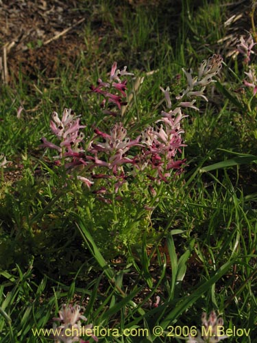 Image of Fumaria agraria (Hierba de la culebra). Click to enlarge parts of image.