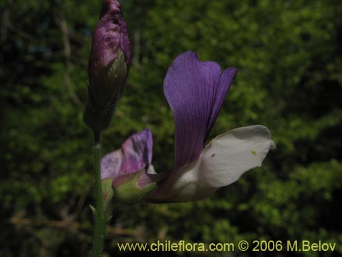 Image of Lathyrus sp. #1634 (). Click to enlarge parts of image.