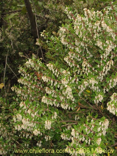 Image of Gaultheria phillyreifolia (Chaura comÃºn). Click to enlarge parts of image.