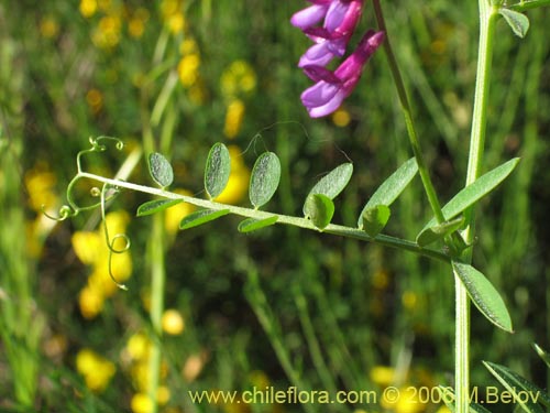 Image of Vicia sp. #1397 (). Click to enlarge parts of image.