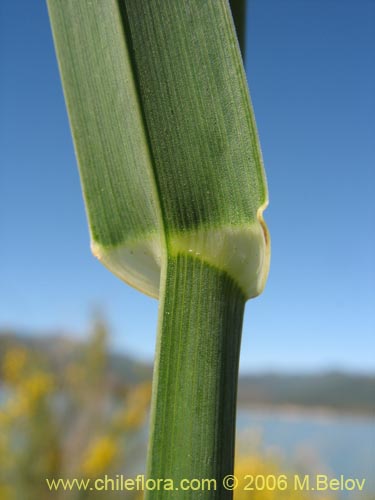 Image of Dactylis glomerata (). Click to enlarge parts of image.