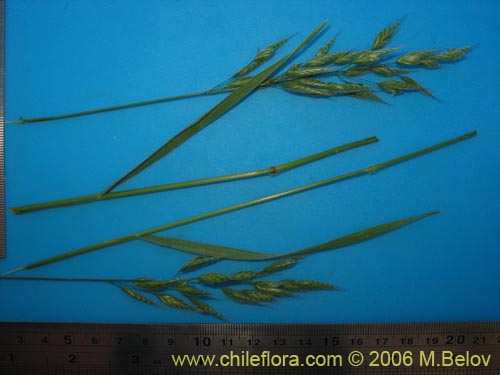 Image of Poaceae sp. #1866 (). Click to enlarge parts of image.