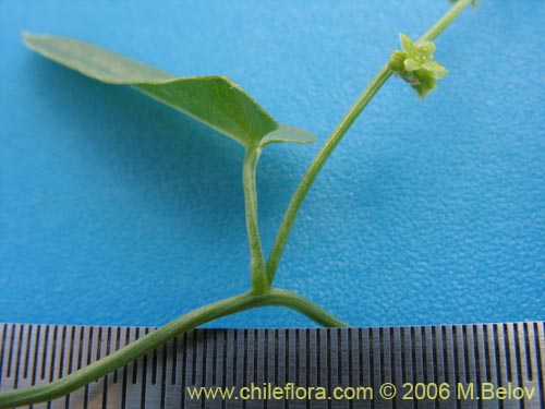 Image of Dioscorea sp. #1534 (). Click to enlarge parts of image.