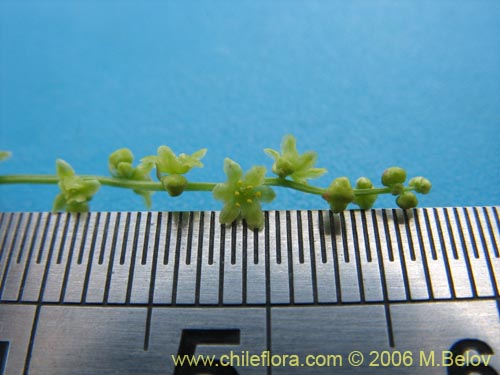 Image of Dioscorea sp. #1534 (). Click to enlarge parts of image.