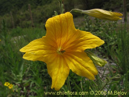 Image of Salpiglossis sinuata (Palito amargo). Click to enlarge parts of image.