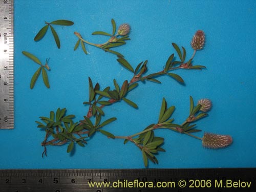 Image of Trifolium angustifolium (). Click to enlarge parts of image.