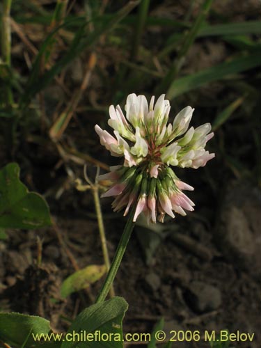 Image of Trifolium repens (). Click to enlarge parts of image.
